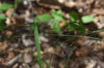 Blackseed speargrass